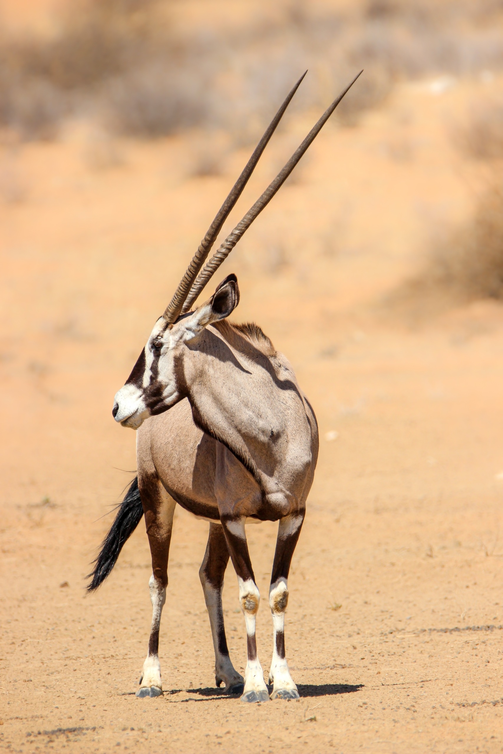 Gemsbok,Or,Oryx,In,The,Kgalagadi,Transfrontier,Park,(kalahari)
