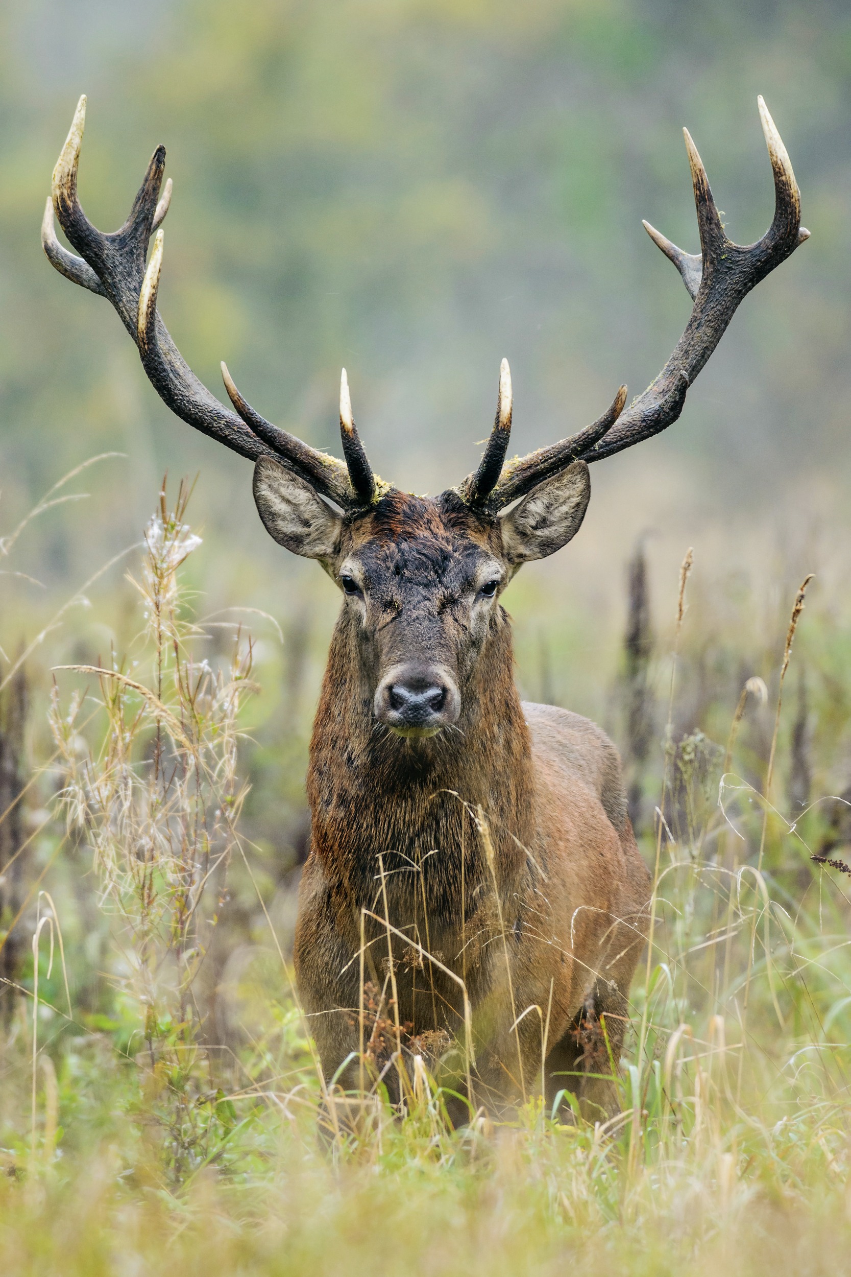 Adult,Male,Red,Deer,(elk),In,Natural,Environment.,Taken,In