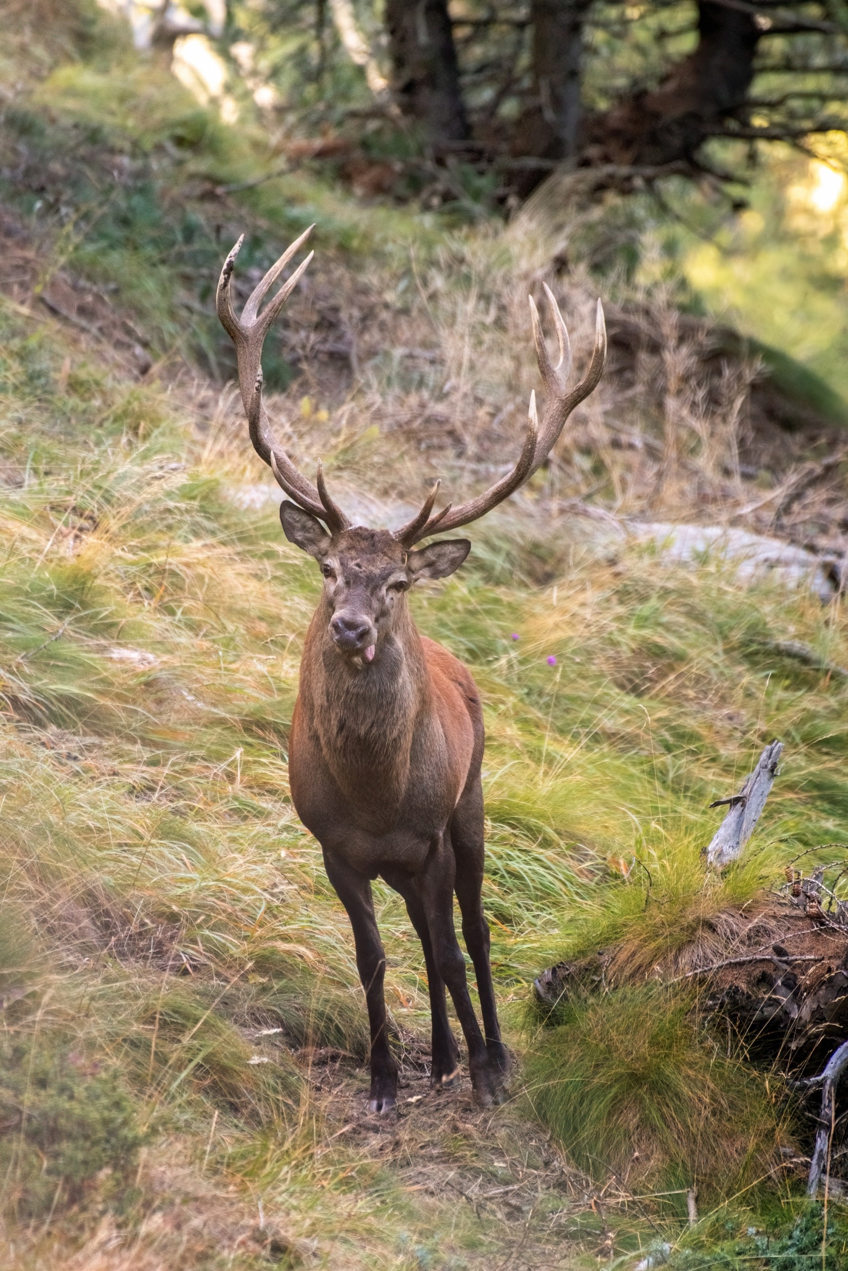 Wild,Red,Deer,Stag,(cervus,Elaphus),Potrait,Standing,In,The