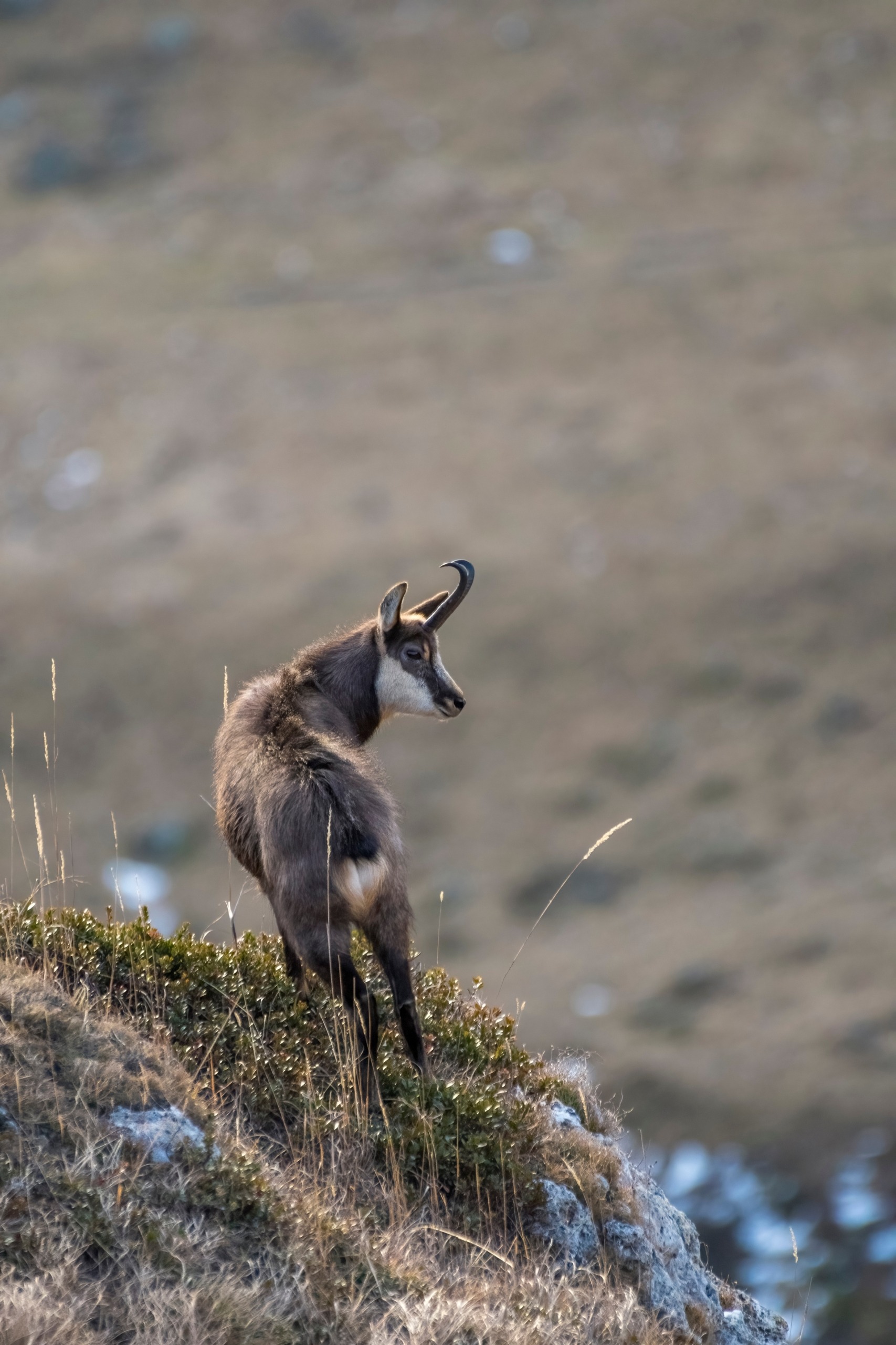 Alpine,Chamois,,Rupicapra,Rupicapra,,Suffering,From,Keratoconjunctivitis,,Standing,At,The