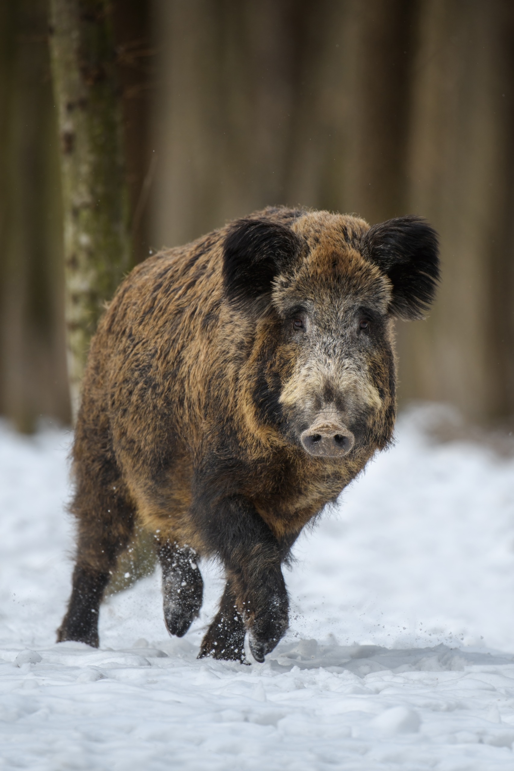 Wild,Pig,Portrait,With,Snow.,Young,Wild,Boar,,Sus,Scrofa,