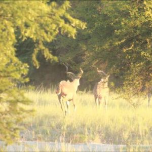 rolands_farm_kuduherde-1