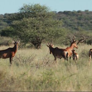 rolands_farm_hartebeest-1