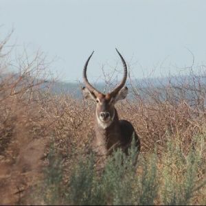 rolands_farm_wasserbock-1