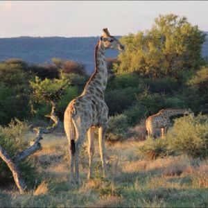 namibia_werners_farm_giraffen