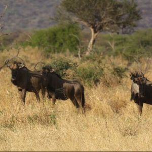 namibia_werners_farm_landschaft_mit_gnuherde