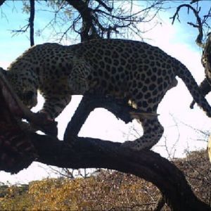 namibia_werners_farm_leopard_am_bait