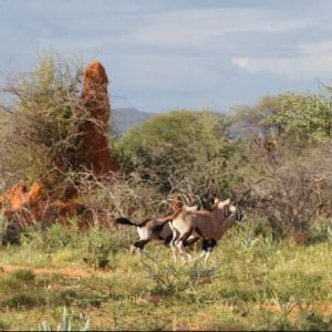 namibia_werners_farm_oryxherde