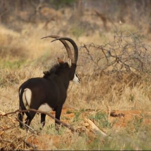 namibia_werners_farm_saebelantilope