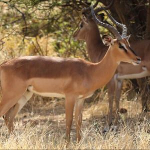 namibia_werners_farm_schwarznasenimpala