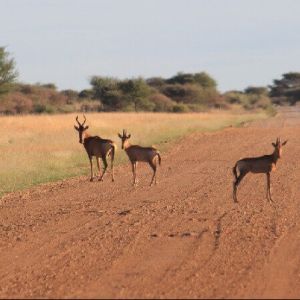 namibia_alex_farm_hartebeest