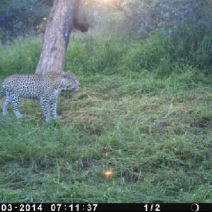 namibia_alex_farm_leopard_am_bait