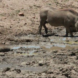 namibia_alex_farm_warzenschweine_wasserstelle