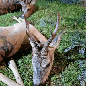 Polen - Jagd 2024