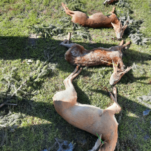 Polen - Jagd 2024