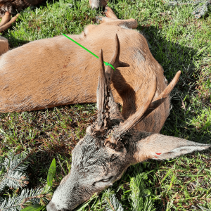 Polen - Jagd 2024