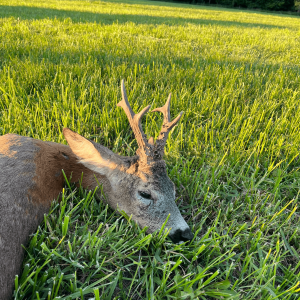 Polen - Jagd 2024