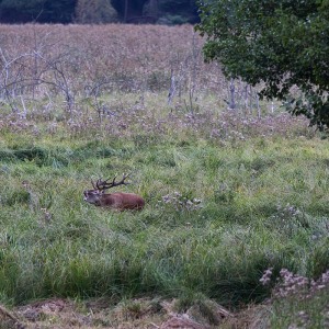 Polen - Jagd 2021