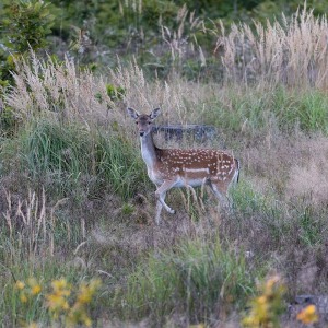 Polen - Jagd 2021