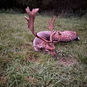 Polen - Brunft 2025