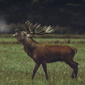 Polen - Jagd 2019