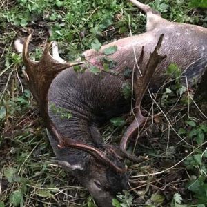 Polen - Jagd 2020