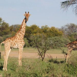 namibia_markus_farm_giraffe_pic02
