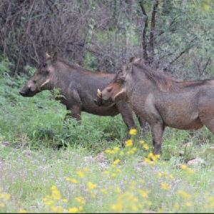 namibia_markus_farm_warzenschweine