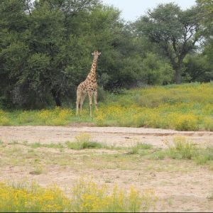 namibia_markus_farm_giraffe