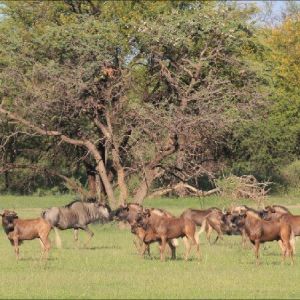 namibia_markus_farm_gnuherde