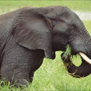 simbabwe_elefant