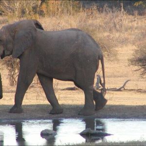 simbabwe_elefant_pic02