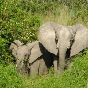 simbabwe_elefantenkuh_kalb