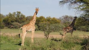 namibia markus farm giraffe pic02