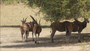 rolands farm elandherde 1