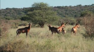 rolands farm hartebeest 1