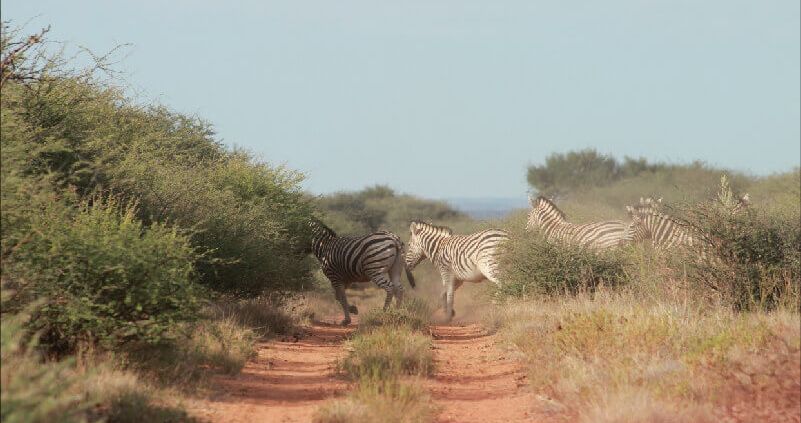 rolands farm zebraherde